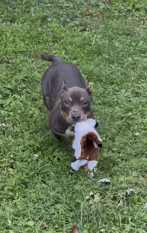 Enzo (Blue Tri American Bully) – American Bully puppy for sale in Pikesville, MD