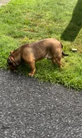 Soldier, a male American Bully for sale in Pikesville, MD – 5 of 6