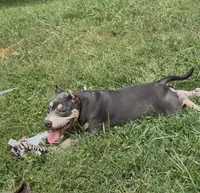 Xena ( Blue tri female American Bully), a female American Bully for sale in Pikesville, MD – 6 of 8