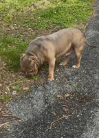GHOST (Pocket American Bully), a male American Bully for sale in Pikesville, MD – 6 of 8