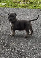Enzo (Blue Tri American Bully), a male American Bully for sale in Pikesville, MD – 4 of 7