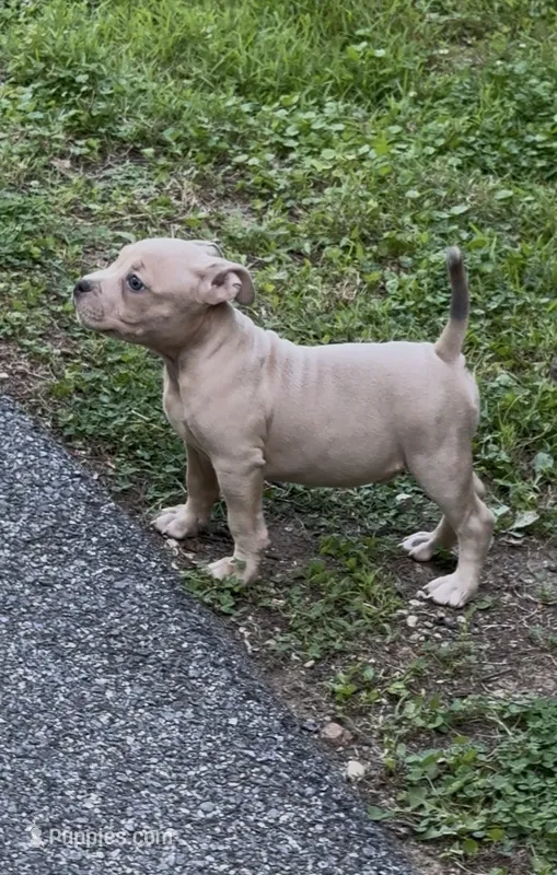 Tino (Blue Fawn male American Bully) – American Bully puppy for sale in Pikesville, MD