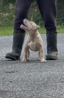 SEMMI (American Bully Puppy), a male American Bully for sale in Pikesville, MD – 7 of 8