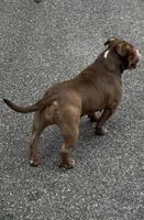 Kocoa , a female American Bully for sale in Pikesville, MD – 5 of 6