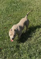 Tino (Blue Fawn male American Bully), a male American Bully for sale in Pikesville, MD – 3 of 7