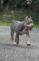 Xena ( Blue tri female American Bully), a female American Bully for sale in Pikesville, MD – 2 of 7