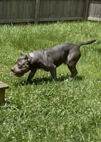 Mega, a male American Bulldog and American Bully for sale in Pikesville, MD – 3 of 9