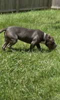 Mega, a male American Bulldog and American Bully for sale in Pikesville, MD – 7 of 9