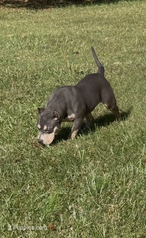 Xena ( Blue tri female American Bully) – American Bully puppy for sale in Pikesville, MD