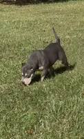 Xena ( Blue tri female American Bully), a female American Bully for sale in Pikesville, MD – 1 of 8