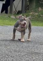 Xena ( Blue tri female American Bully), a female American Bully for sale in Pikesville, MD – 5 of 7