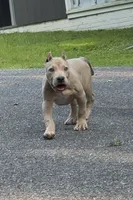 SIMBA (American Bully), a male American Bully for sale in Pikesville, MD – 1 of 10