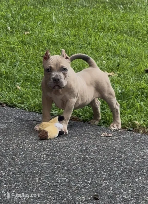 SEMMI (American Bully Puppy) – American Bully puppy for sale in Pikesville, MD