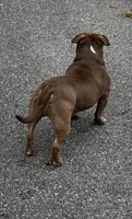 Kocoa , a female American Bully for sale in Pikesville, MD – 4 of 6