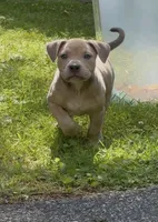 SIMBA (American Bully), a male American Bully for sale in Pikesville, MD – 1 of 8
