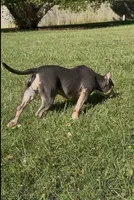 Xena ( Blue tri female American Bully), a female American Bully for sale in Pikesville, MD – 3 of 8
