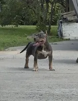 Enzo (Blue Tri American Bully), a male American Bully for sale in Pikesville, MD – 2 of 6