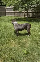 Mega, a male American Bulldog and American Bully for sale in Pikesville, MD – 5 of 9