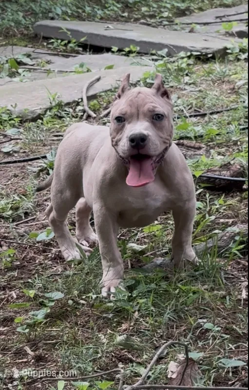 Tino (Blue Fawn male American Bully) – American Bully puppy for sale in Pikesville, MD