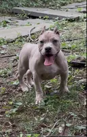 Tino (Blue Fawn male American Bully), a male American Bully for sale in Pikesville, MD – 1 of 8