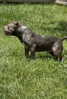 Mega, a male American Bulldog and American Bully for sale in Pikesville, MD – 6 of 9