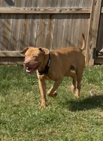 Tyson , a male American Bulldog and American Mastiff for sale in Pikesville, MD – 3 of 5