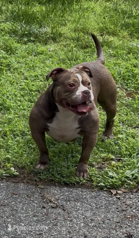 Kocoa  – American Bully puppy for sale in Pikesville, MD