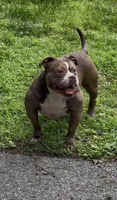 Kocoa , a female American Bully for sale in Pikesville, MD – 1 of 6