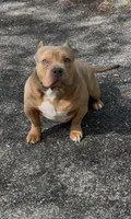 GHOST (Pocket American Bully), a male American Bully for sale in Pikesville, MD – 5 of 8