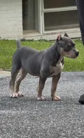 Xena ( Blue tri female American Bully), a female American Bully for sale in Pikesville, MD – 3 of 7