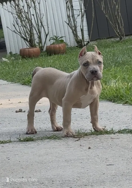 SEMMI (American Bully Puppy) – American Bully puppy for sale in Pikesville, MD