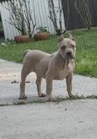 SEMMI (American Bully Puppy), a male American Bully for sale in Pikesville, MD – 2 of 8