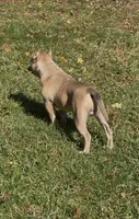 Tino (Blue Fawn male American Bully), a male American Bully for sale in Pikesville, MD – 6 of 7