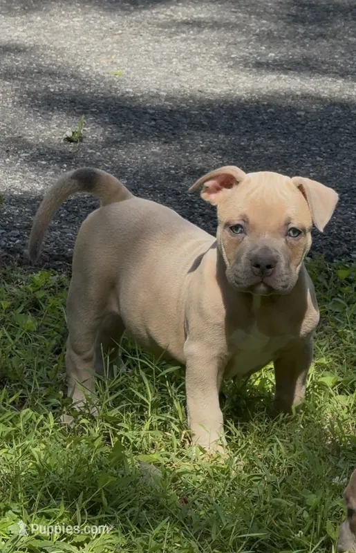 SEMMI (American Bully Puppy) – American Bully puppy for sale in Pikesville, MD