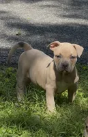 SEMMI (American Bully Puppy), a male American Bully for sale in Pikesville, MD – 1 of 4