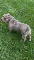 GHOST (Pocket American Bully), a male American Bully for sale in Pikesville, MD – 7 of 8