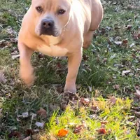 Pretty Boy, a male American Bully and American Mastiff for sale in Pikesville, MD – Photo 1 of 6