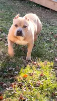 Pretty Boy, a male American Bully and American Mastiff for sale in Pikesville, MD – Photo 1 of 6