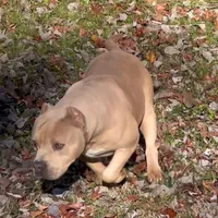 Pretty Boy, a male American Bully and American Mastiff for sale in Pikesville, MD – Photo 2 of 6