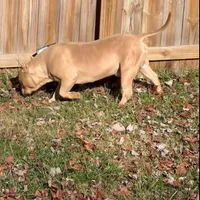 Pretty Boy, a male American Bully and American Mastiff for sale in Pikesville, MD – Photo 5 of 6