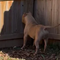 Pretty Boy, a male American Bully and American Mastiff for sale in Pikesville, MD – Photo 6 of 6