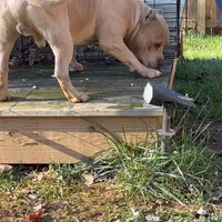 Pretty Boy, a male American Bully and American Mastiff for sale in Pikesville, MD – Photo 4 of 6