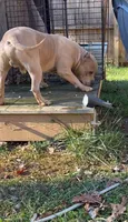 Pretty Boy, a male American Bully and American Mastiff for sale in Pikesville, MD – Photo 4 of 6