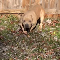 Pretty Boy, a male American Bully and American Mastiff for sale in Pikesville, MD – Photo 3 of 6