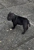 Vegas, a male American Bully for sale in Pikesville, MD – Photo 5 of 10