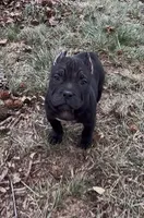 Vegas, a male American Bully for sale in Pikesville, MD – Photo 3 of 10