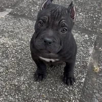 Vegas, a male American Bully for sale in Pikesville, MD – Photo 3 of 6