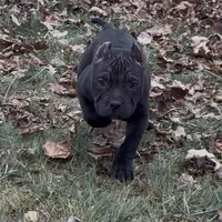 Vegas, a male American Bully for sale in Pikesville, MD – Photo 1 of 6
