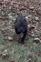 Vegas, a male American Bully for sale in Pikesville, MD – Photo 1 of 10