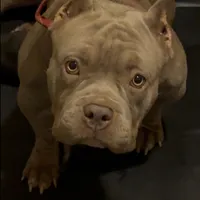 Vegas, a male American Bully for sale in Pikesville, MD – Photo 5 of 6